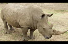 Zmarł ostatni samiec północnego nosorożca białego
