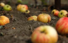 Polskie jabłka nie przydadzą się na cydr, podatki zabiły produkcje