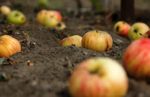 Polskie jabłka nie przydadzą się na cydr, podatki zabiły produkcje