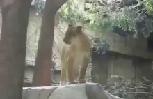 Lwica ratuje życie trenerowi