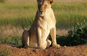 RPA: Podejrzany o kłusownictwo zjedzony przez lwy.