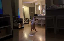 Zacięta walka bulldoga z papierem toaletowym