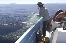 Uwolnienie wieloryba