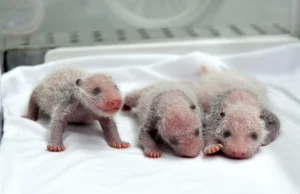 Panda urodziła trojaczki. To pierwszy taki przypadek na świecie