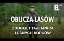 Tajemnica leśnych kopców