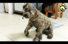 Bezpański pies niesamowita transformacja