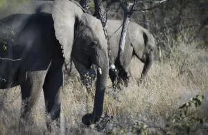 Namibia: Znany kłusownik ginie zadeptany przez słonie