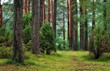 PiS chce sprywatyzować Lasy Państwowe?