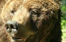 Pięć niedźwiedzi, odratowanych z cyrku, znajdzie azyl w poznańskim zoo