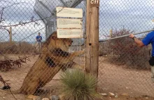 Lew wystraszył pracownika zoo