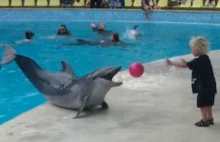 Delfin gra z dzieckiem
