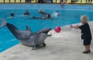 Delfin gra z dzieckiem