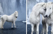 Fotografuje dzikie islandzkie konie