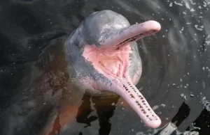 Odkryto nowy gatunek delfina.