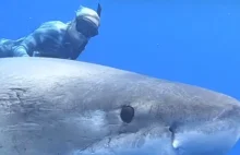 Nurkowie spotkali Deep Blue: największego żarłacza na Ziemi! Zobaczcie...
