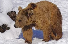 W Bieszczadach obudziły się niedźwiedzie. Lepiej nie schodzić ze szlaków