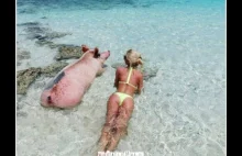 Dwie świnki na Bahamas