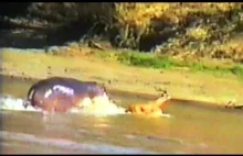 Hipopotam atakuje krokodyla żeby uratować antylope