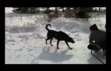 Pies olał właściciela! :)
