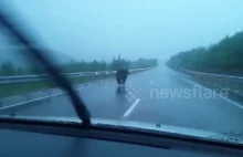 Niedźwiedź na autostradzie