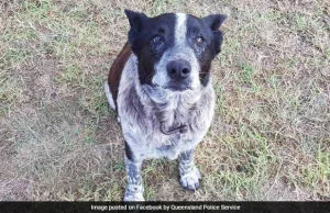 Pies pilnował zaginionej 3 latki z Australii i doprowadził do niej poszukiwaczy