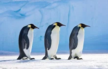 Metoda "na pingwina"- lekarze radzą, jak chodzić, gdy jest ślisko - Dobre...