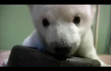Jak mały miś polarny uczył się chodzić
