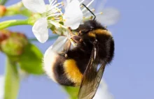 Trzmiele – niedoceniani kuzyni pszczoły miodnej