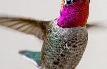 Piękno Kolibrów najmniejszych ptaków świata