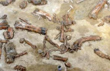 Naukowcy odkryli 34-centymetrowy "pazur" dinozaura