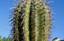 Karnegia olbrzymia - największy kaktus na świecie.