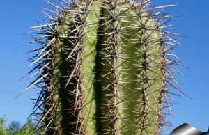 Karnegia olbrzymia - największy kaktus na świecie.