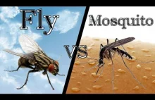 Fly vs Mosquito - RAP BATTLE