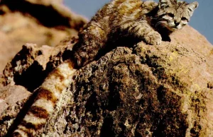 Ocelot andyjski; jeden z najmniej poznanych gatunków dzikich kotów na świecie.