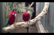 Papugi bujające się w rytm rapu