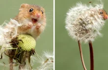 35 uroczych zdjęć myszy żyjących małymi życiami