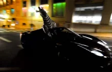 Szaleństwa w Monako, czyli Ferrari 458 Spider z zebrą na fotelu pasażera...