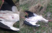 Kto zabił bociana? Policja w Chrzanowie zajęła się sprawą martwego ptaka