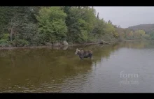 Łoś vs wilk. Fantastyczne ujęcie z drona.