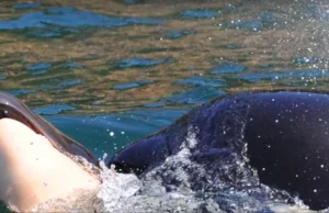 Zrozpaczona orka przez 4 dni ciągnęła swoje martwe dziecko po wodzie