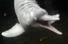 Delfin amazoński (Sotalia fluviatilis)