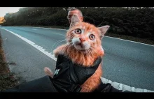 Miły pan na motocyklu ratuje przerażonego kotka.