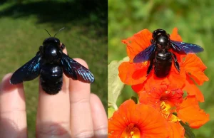 "Czarne pszczoły" wróciły do Polski - nie zabijaj, są pożyteczne i niegroźne