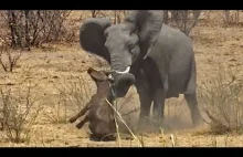 Słoń atakuje i zabija byka