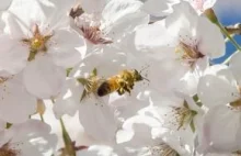 Bank ratowania pszczół