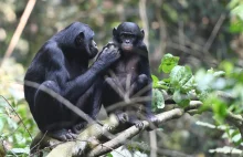 Matki szympansów również naciskają na nie, by płodziły im wnuki