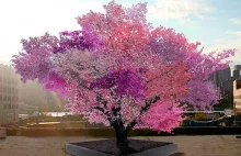 Drzewo, które wydaje 40 różnych owoców