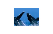 Wielorybia lista przebojów