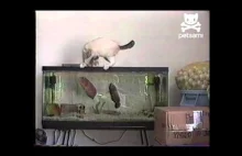 Kot kontra rybki w akwarium