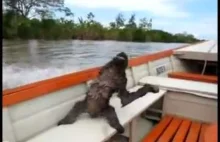 Radość leniwca w łodzi motorowej.